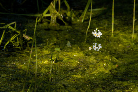 An aquatic plant Batrachium growing in a river in Estonia, Northern Europe