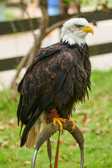 AGUILA 2