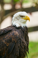 AGUILA 1