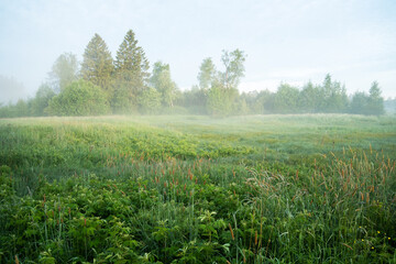 A misty morning meadow with trees in the background. Shot in Estonia, Northern Europe. 