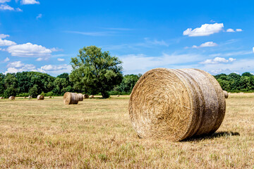 Strohballen mit blauem Himmel und Schäfchenwolken