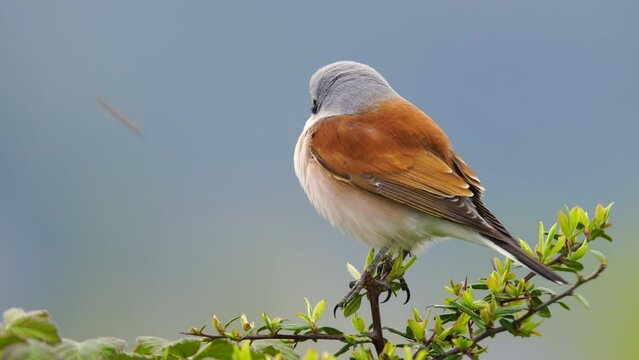 Wildlife-birds. The red-backed Shrike (Lanius collurio) bird belongs to the laniidae family. Shrub open fields and hedges on the edges of these fields are their habitats. They usually feed on insects.