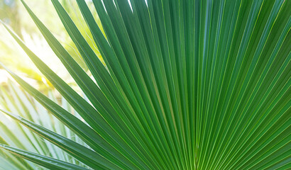 Obraz premium Palm leaf close-up in the sunlight
