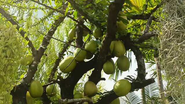 Mexican calabash green trees in the garden