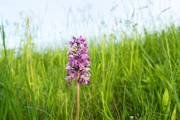 Close-up of a beautiful Military orchid, Orchis militaris blooming on a lush meadow in Estonia	