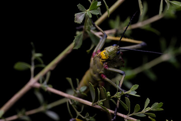 South African Milkweed Locust Grasshopper with beautiful coloring and patterns and textures . showing the Beauty in nature. Closeup makro photograph in a studio with isolated on a  black background.