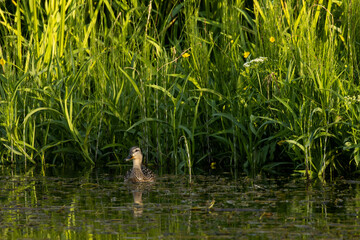 A female Mallard, Anas platyrhynchos swimming on a small river surrounded by lush vegetation. Shot...