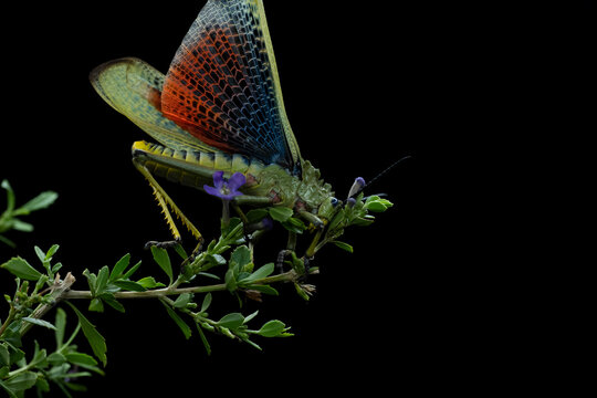 South African Milkweed Locust Grasshopper with beautiful coloring and patterns and textures . showing the Beauty in nature. Closeup makro photograph in a studio with isolated on a  black background.