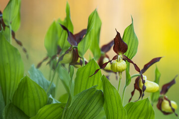 Blooming Lady's-slipper orchid in Estonian boreal forest	 during an early summer morning