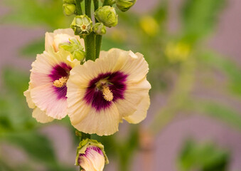 pink and yellow flower
