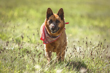 Portrait of an eurasian crossbreed dog running across a meadow in late summer outdoors