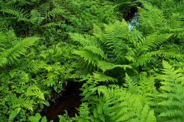 Lush and fresh Ferns growing in a summery boreal forest in Estonia, Northern Europe. 