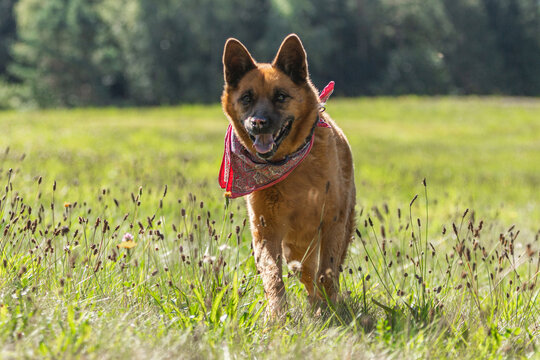 Portrait of an eurasian crossbreed dog running across a meadow in late summer outdoors