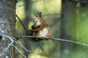 Red squirrel standing on a Spruce branch and cleaning its fluffy tail. Shot in summery Estonian boreal forest. 