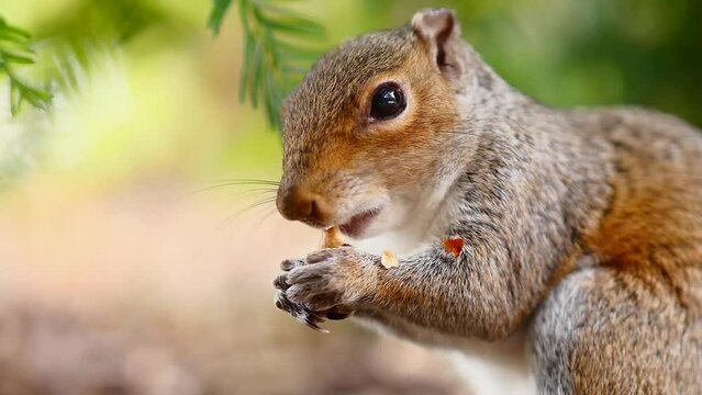 Squirrel eating peanuts, video with beautiful blurry bokeh (background).