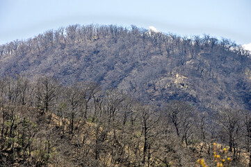 丹沢の甲相国境尾根　加入道山より大室山を望む
