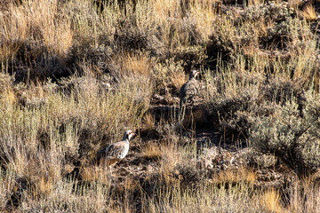 Obraz na płótnie Canvas Chukar partridge, Alectoris chukar, running in their natural habitat in the Nevada Desert.
