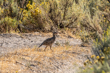 Chukar partridge, Alectoris chukar, running in their natural habitat in the Nevada Desert.