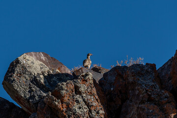 Chukar partridge, Alectoris chukar, in their natural habitat looking out over the Nevada Desert.
