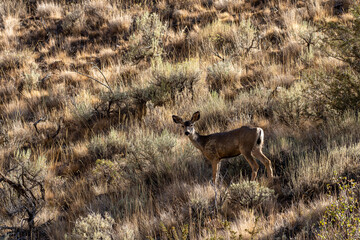 Mule Deer, Odocoileus hemionus, amongst the sagebrush in the Nevada Desert.