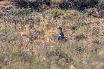 Wild Sage hen or Sage Grouse, Centrocercus urophasianus, walking and hiding in the sagebrush in the Nevada desert