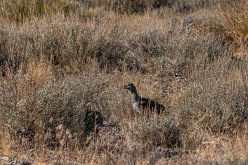 Wild Sage hen or Sage Grouse, Centrocercus urophasianus, walking and hiding in the sagebrush in the Nevada desert