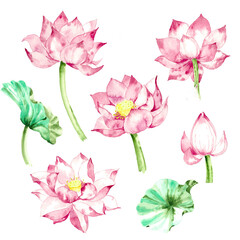 set of watercolor illustration of lotus flowers, isolated on white background