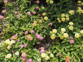 pink and yellow flowers in a garden