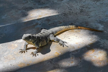 Huge Iguana gecko animal on the ground Contoy Island Mexico.
