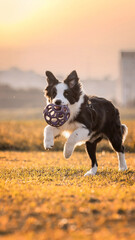 Black and white Border Collie dog playing with toy on the grass in the park training in the sunset during golden hour