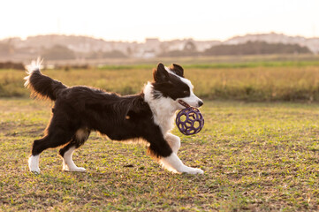 Black and white Border Collie dog playing with toy on the grass in the park training in the sunset...