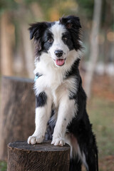 Black and white Border Collie dog posing on wood trunk in the park sticking out the tongue during golden hour 