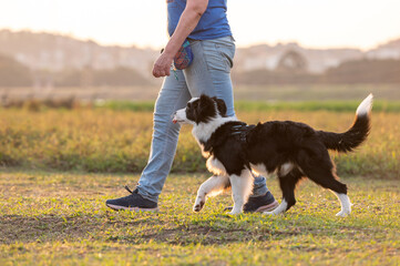 Woman training Border Collie dog in the park during golden hour 