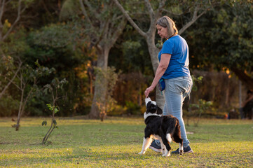 Woman training Border Collie dog in the park during golden hour 