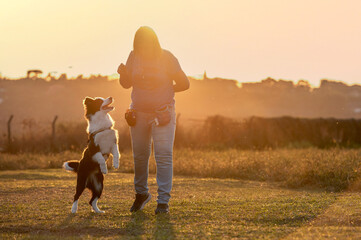 Woman training Border Collie dog in the park during golden hour 