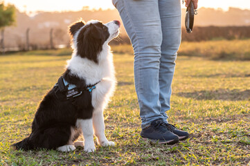 Naklejka na ściany i meble Woman training Border Collie dog in the park during golden hour 
