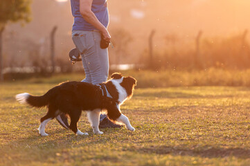 Woman training Border Collie dog in the park during golden hour 