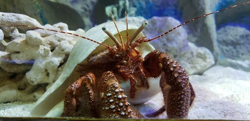 Hermit Crab