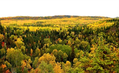 Fall colored forest