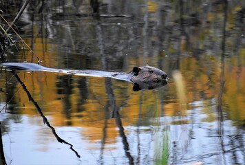 Beaver in pond with fall reflections