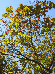A treetop, seen from below, with lots of green and gold leaves, indicating that it is autumn time.