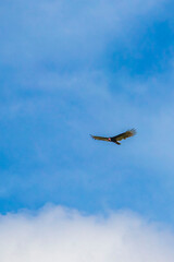 Tropical Black Turkey Vulture Cathartes aura aura blue sky Mexico.