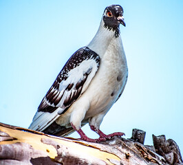 Beautiful pigeon watching us eating at Dana Point Harbor