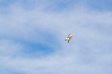 Flying seagull bird with blue sky background clouds in Mexico.