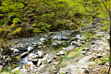 新緑の西丹沢　河内川の白石沢
