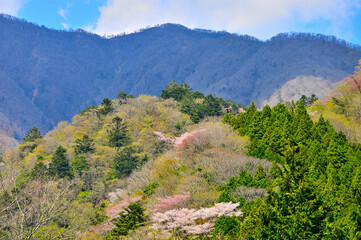 西丹沢　春色の森と日陰の大室山
