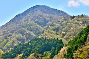 西丹沢　新緑の箒沢権現山
