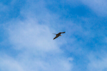 Fregat birds flock fly blue sky clouds background in Mexico.