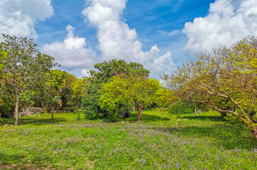 Tropical natural jungle forest palm trees Tulum Mayan ruins Mexico.