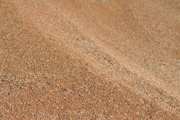 heap of wheat grains after harvesting 